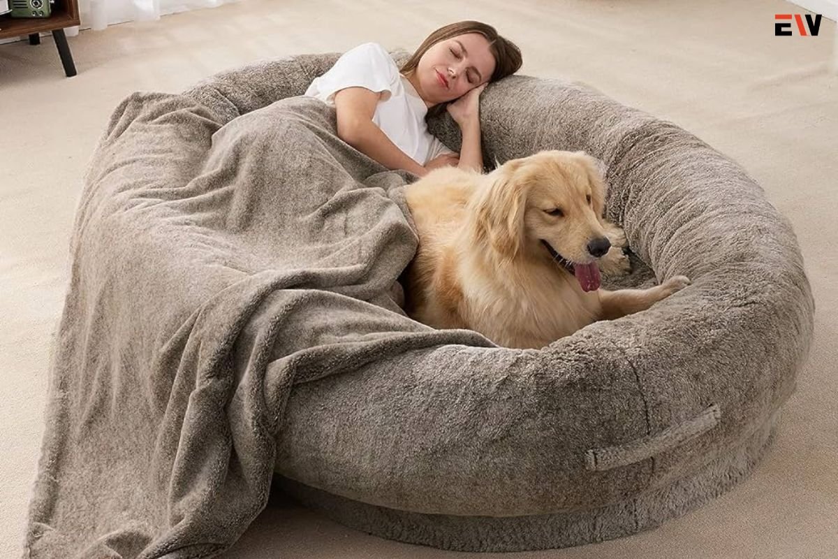 Enhancing Sleep Harmony: Human Beds with Dog Beds