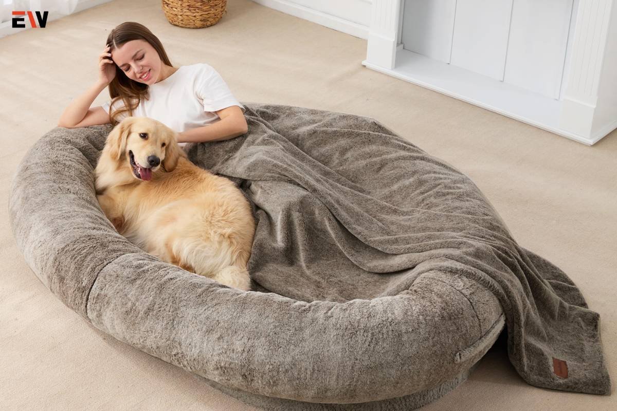 Exploring the Comfort Zone: Dog Beds for Human-Approved Tranquility | Enterprise Wired