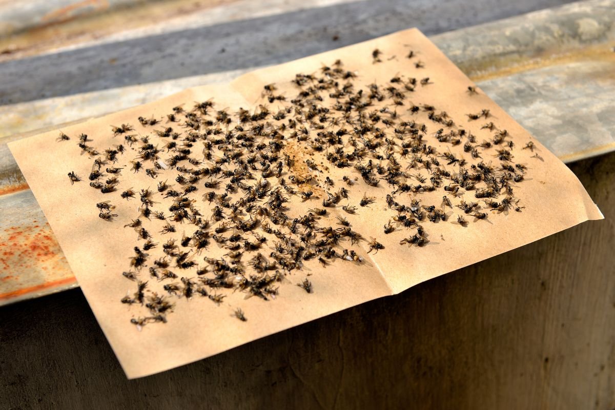 Top 10 Natural Pest Control Methods | Enterprise wired