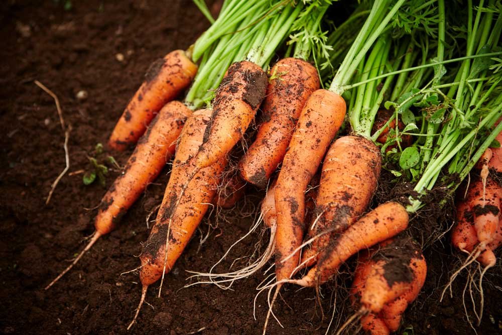 10 Roots That Are Edible: Discover the Nutritious Gems Below the Surface | Enterprise Wired