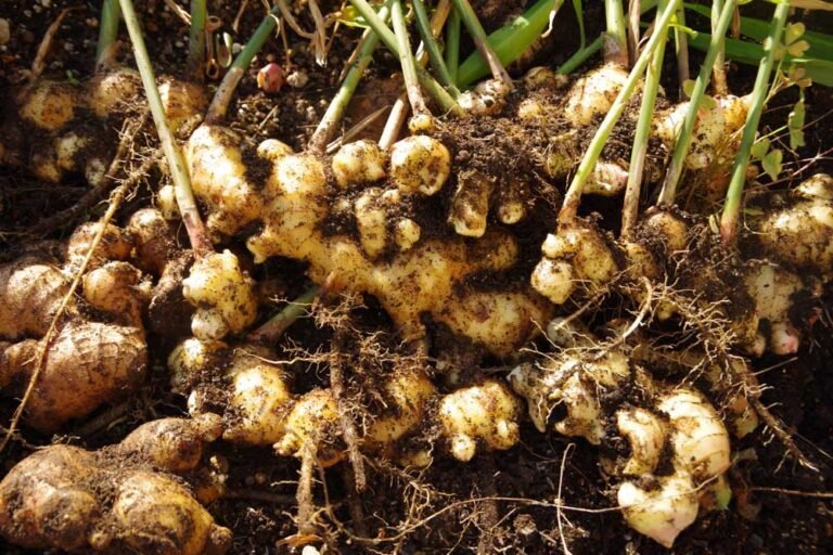 10 Roots That Are Edible: Discover the Nutritious Gems Below the ...