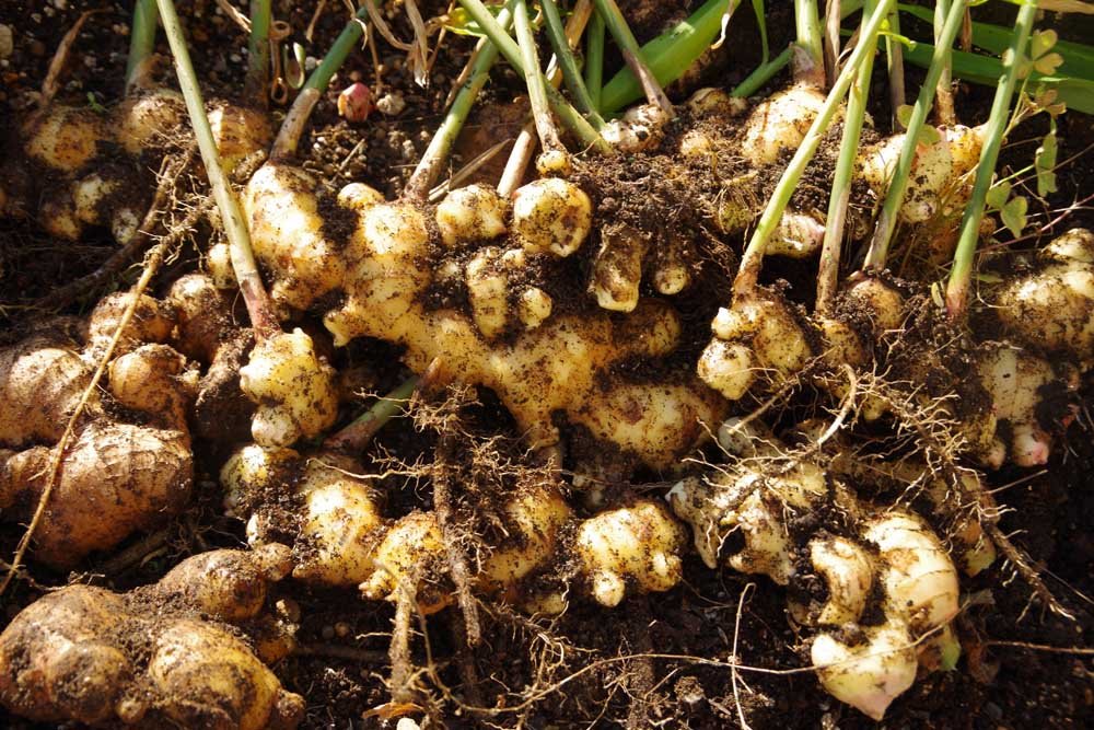 10 Roots That Are Edible: Discover the Nutritious Gems Below the Surface | Enterprise Wired