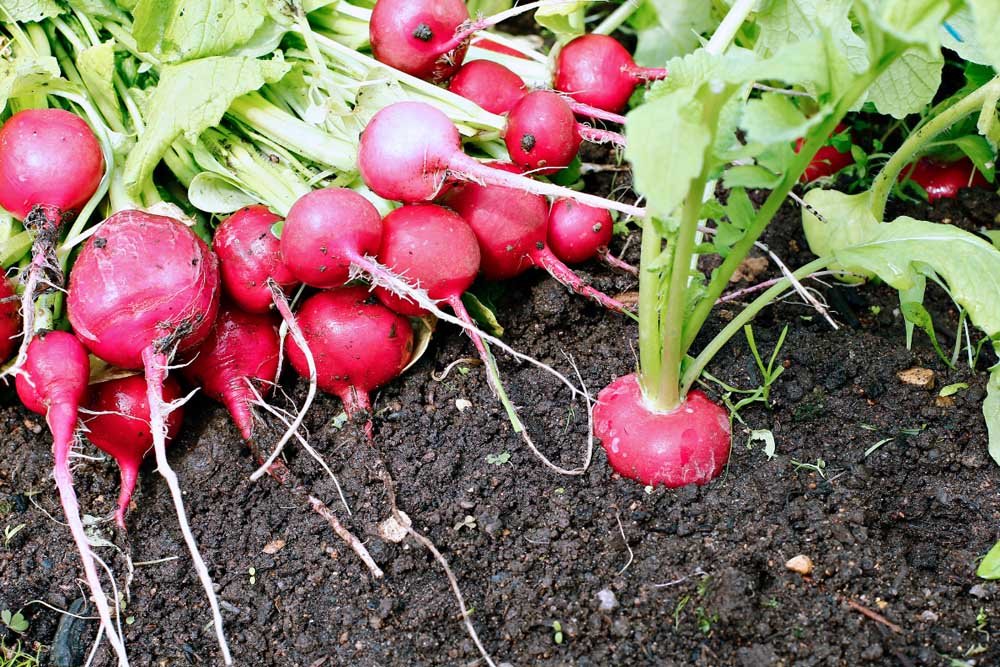 10 Roots That Are Edible: Discover the Nutritious Gems Below the Surface | Enterprise Wired