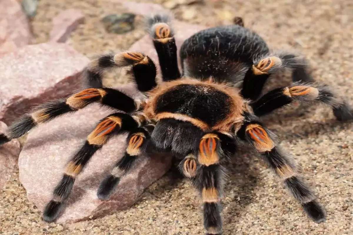 Top 7 Dangerous Spiders in the World | Enterprise Wired