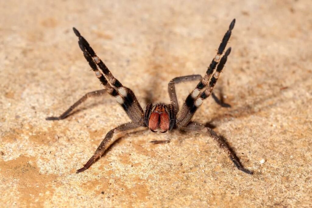 Top 7 Dangerous Spiders in the World | Enterprise Wired