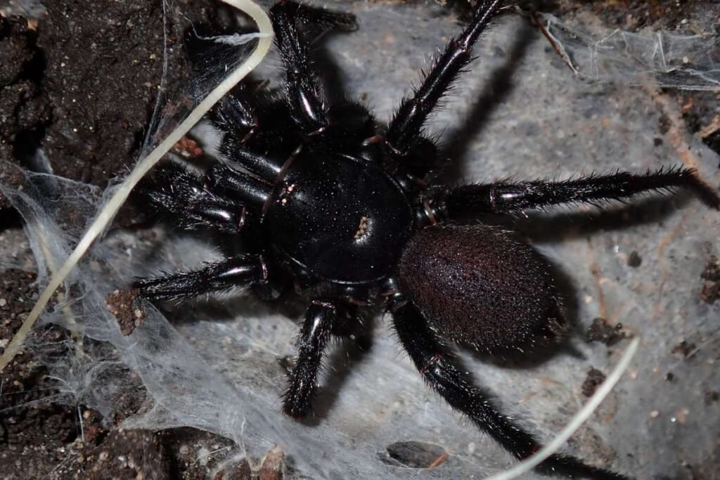 Top 7 Dangerous Spiders in the World | Enterprise Wired