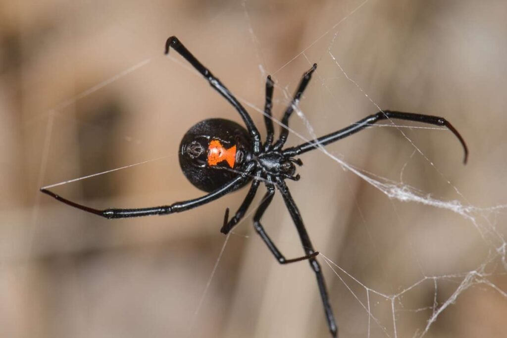 Top 7 Dangerous Spiders in the World | Enterprise Wired