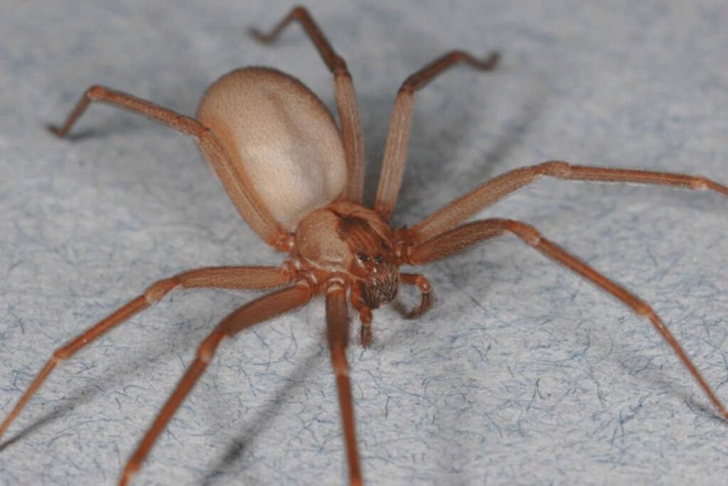 Top 7 Dangerous Spiders in the World | Enterprise Wired