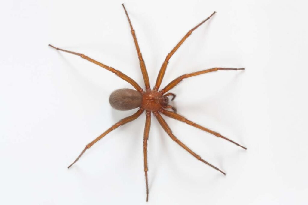 Top 7 Dangerous Spiders in the World | Enterprise Wired