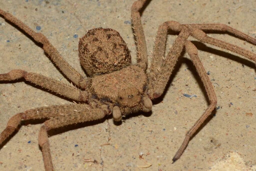 Top 7 Dangerous Spiders in the World | Enterprise Wired