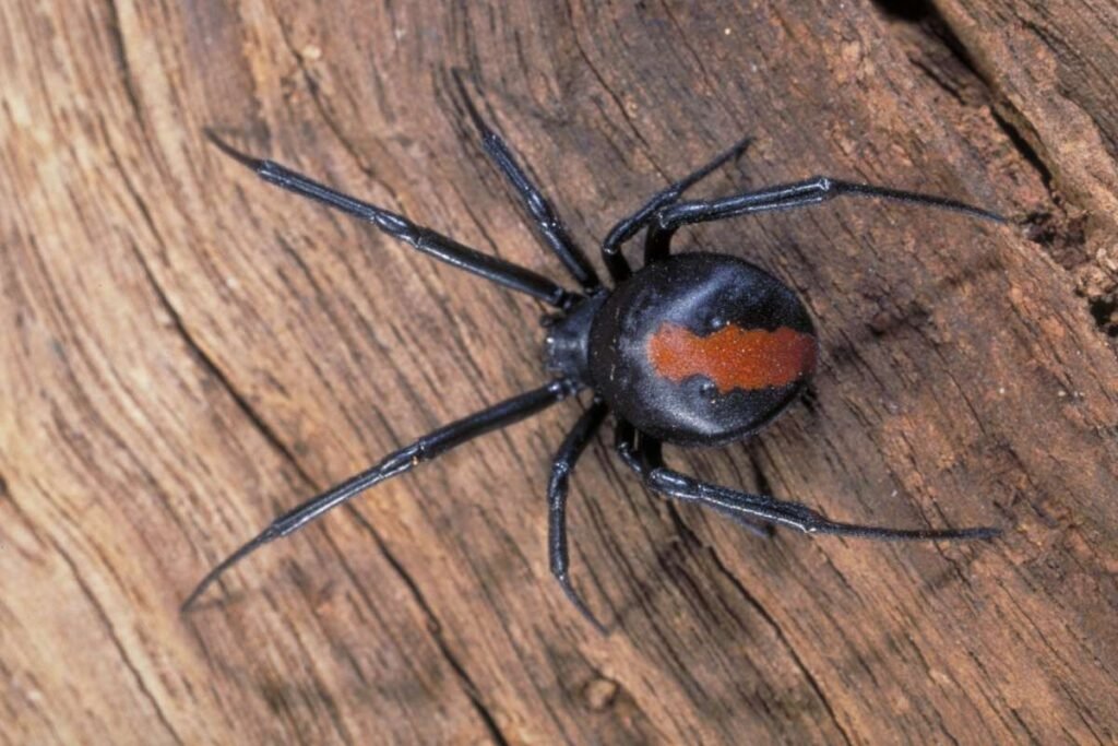 Top 7 Dangerous Spiders in the World | Enterprise Wired