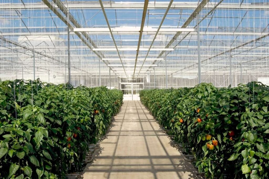 Greenhouse Farming a Guide towards Sustainable Agriculture