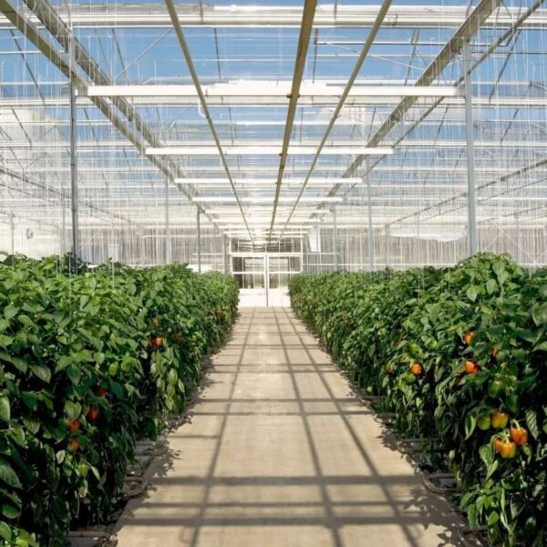 Greenhouse Farming a Guide towards Sustainable Agriculture