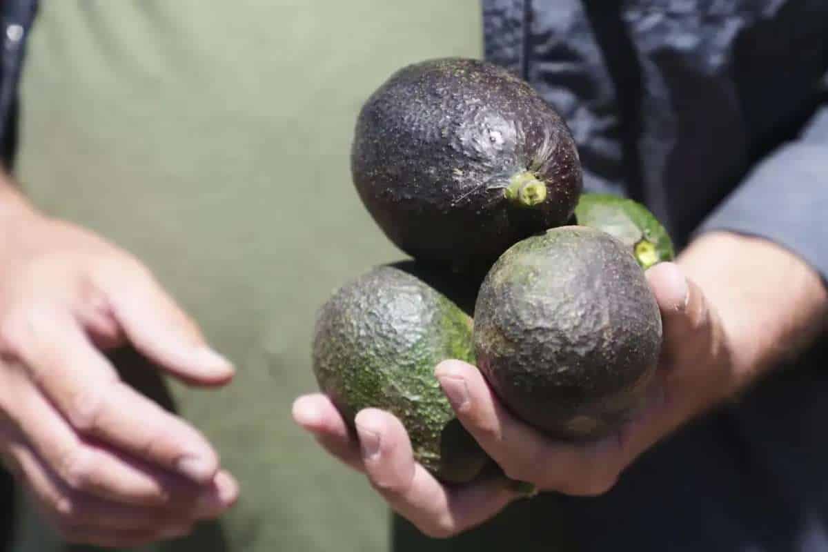 California Avocado Growers Benefit from Imports and High Demand | Enterprise Wired