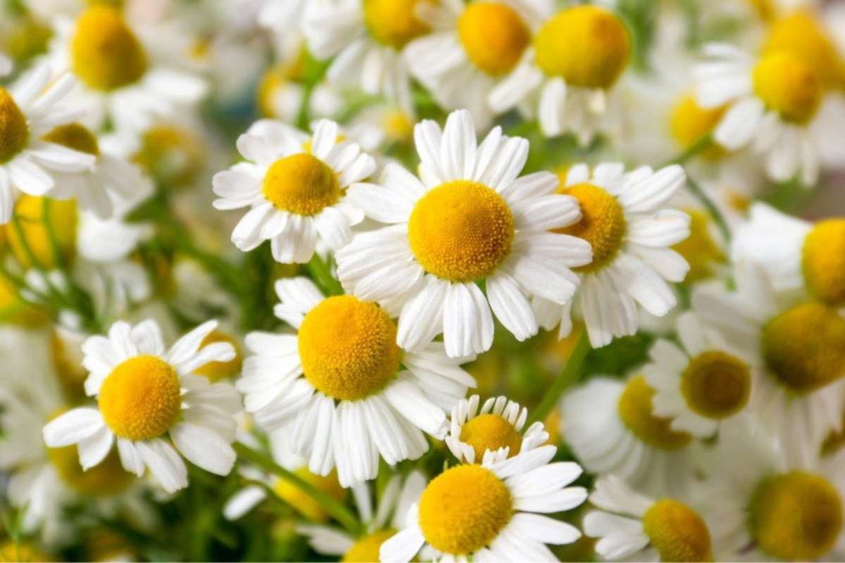 Everyday Body-Cleansing Foods to Detox, Improve Digestion, and Feel Lighter | Enterprise Wired