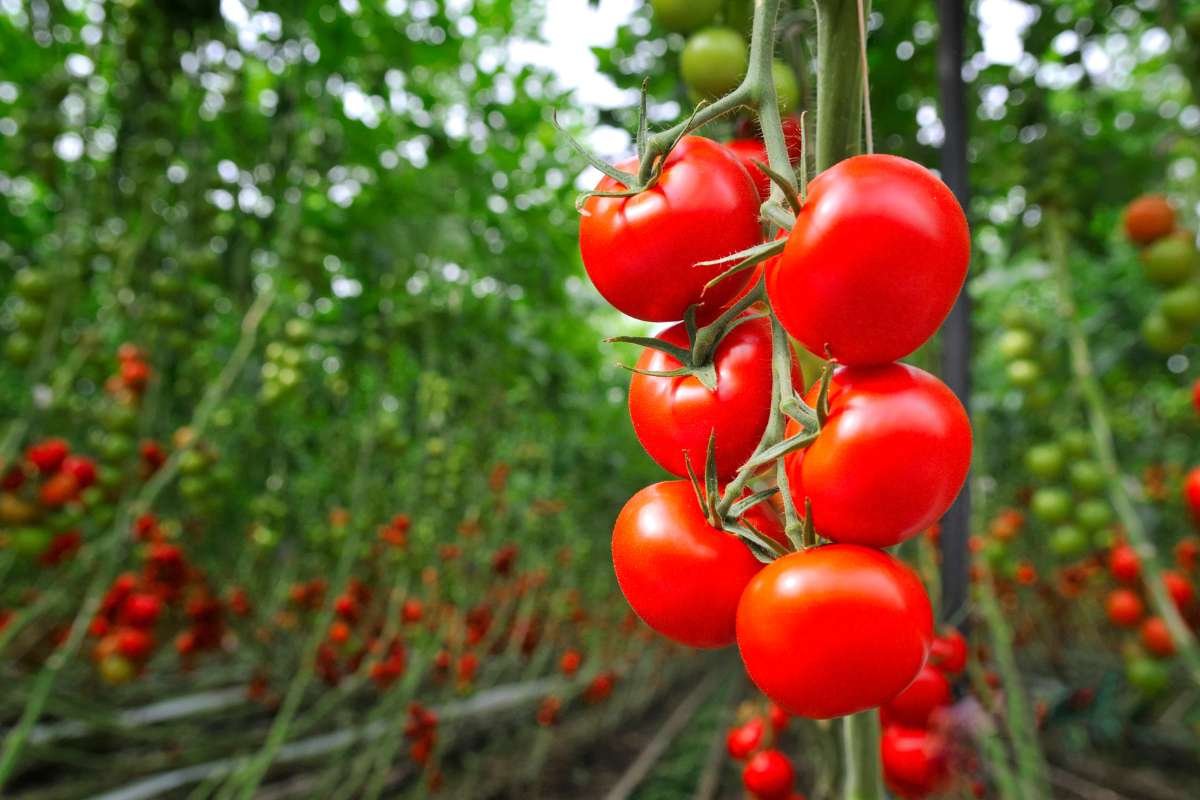 Want to Feel Younger and Lighter? Try These Anti-Inflammatory Foods Now | Enterprise Wired