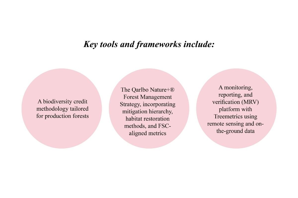Qarlbo Biodiversity: Aleksandra Holmlund - Redefining Forest Conservation | Enterprise Wired