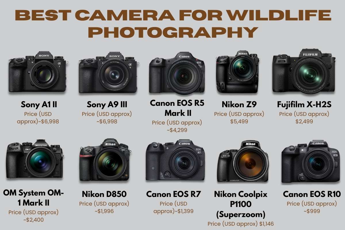 Don’t Miss the Shot: Best Camera for Wildlife Photography That Pros Swear By in 2026